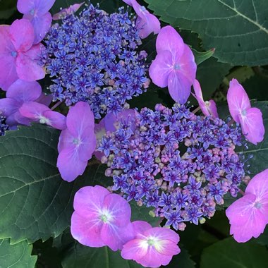 Hydrangea macrophylla 'Blueberry Cheesecake'