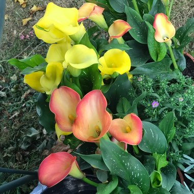 Zantedeschia rehmannii