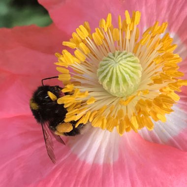 Papaver orientale