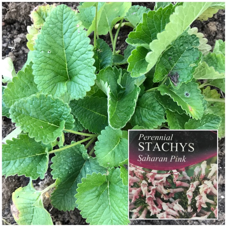 Plant image Stachys