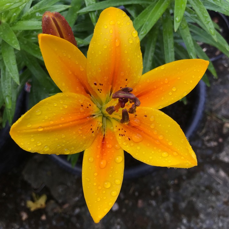 Plant image Lilium 'Golden Joy'