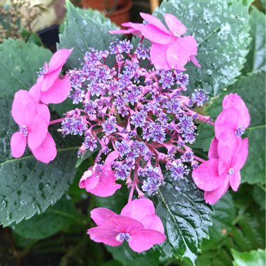 Hydrangea macrophylla 'Blueberry Cheesecake'