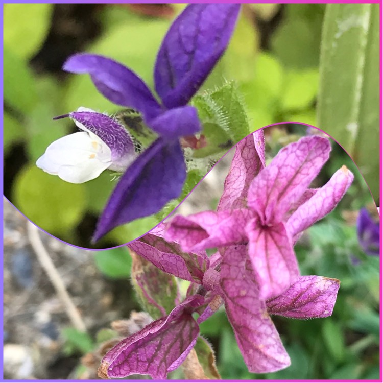 Plant image Salvia viridis 'Claryssa Series' syn. Salvia horminum 'Claryssa Series'