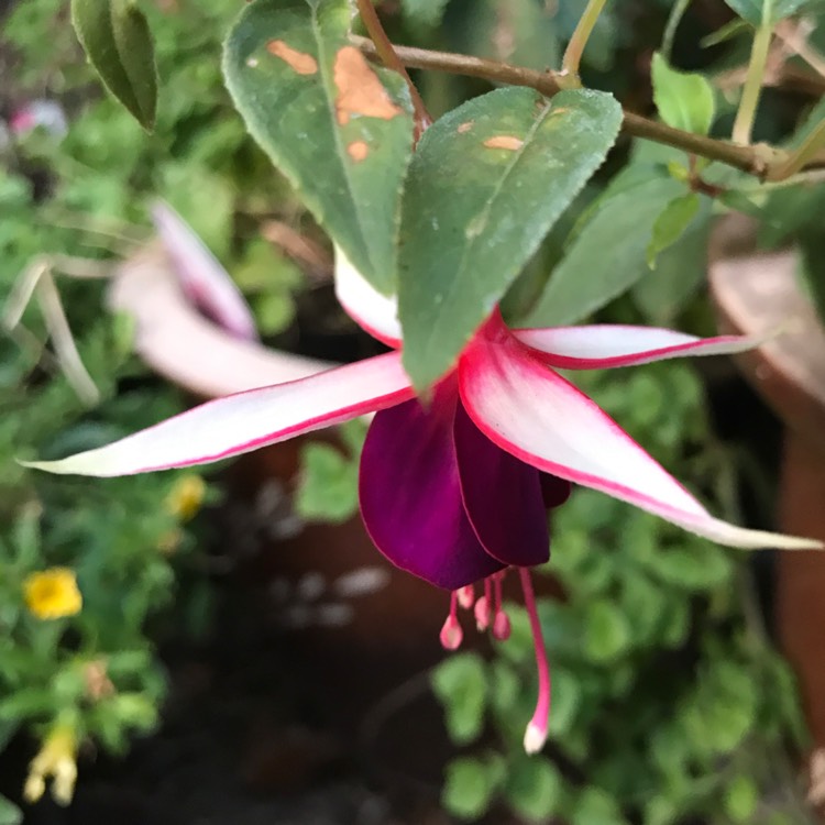 Plant image Fuchsia 'Auntie Jinks'