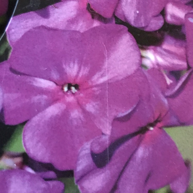 Plant image Phlox paniculata 'Flame Purple Eye'