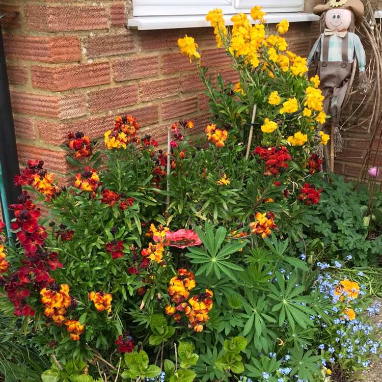 Plant image Erysimum cheiri 'Persian Carpet'