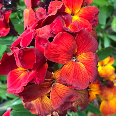 Erysimum cheiri 'Persian Carpet'