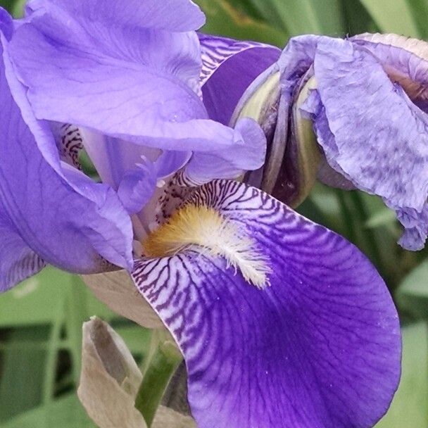 Plant image Iris x germanica 'Caribbean Dream'