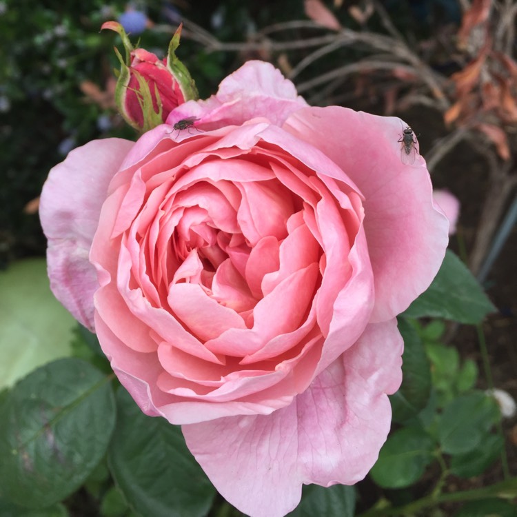 Plant image Rosa 'Ausgrab' syn. Rosa 'The Alnwick Rose', Rosa 'Alnwick Castle'