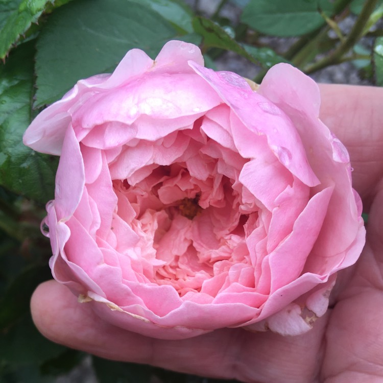 Plant image Rosa 'Ausgrab' syn. Rosa 'The Alnwick Rose', Rosa 'Alnwick Castle'