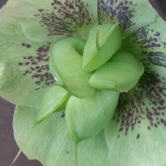 Hellebore (Species) Green-flowered Hellebore