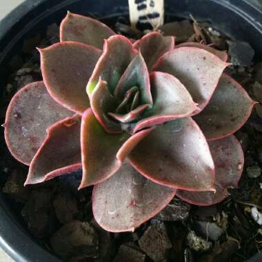 Echeveria Smile