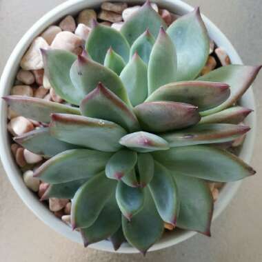 Echeveria Colorata Double Head