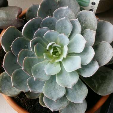 Echeveria Morning Beauty