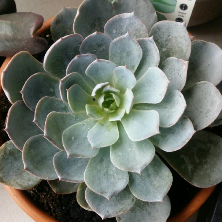 Plant image Echeveria Morning Beauty