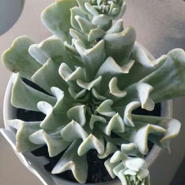 Echeveria 'Runyonii'