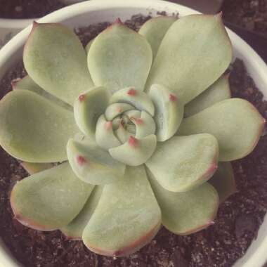 Echeveria 'Colorata Ice'