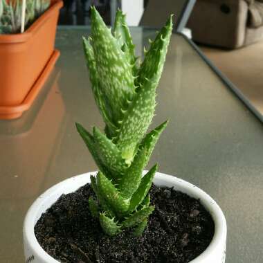 Tiger Tooth Aloe