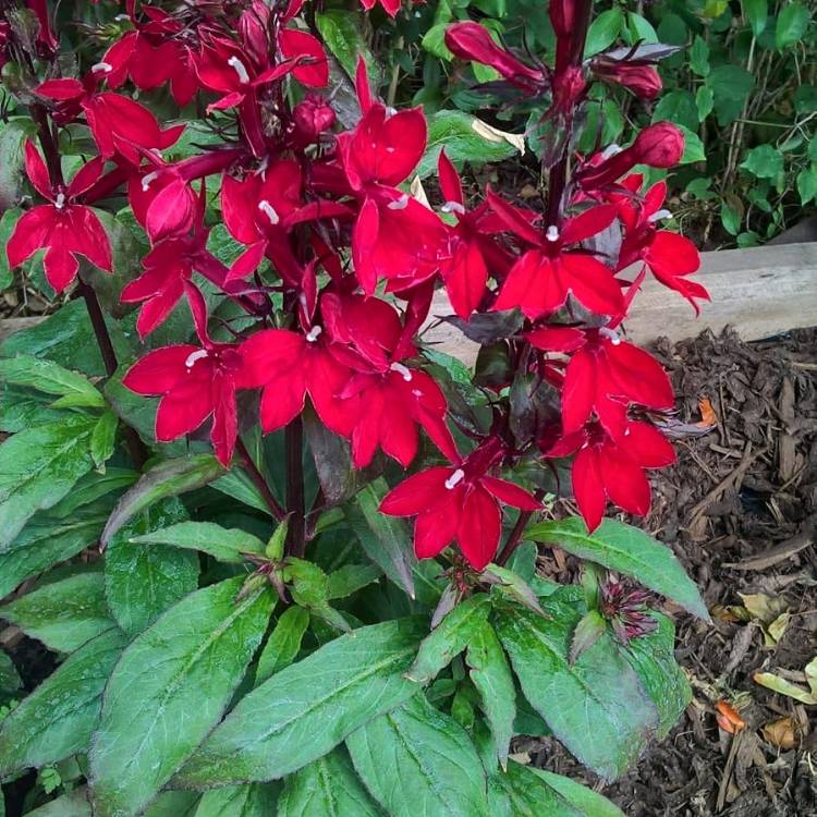 Plant image Lobelia x speciosa 'Fan Scarlet'