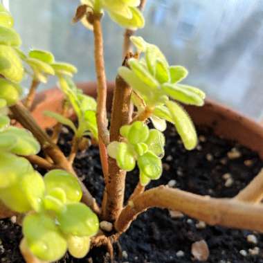 Coleus amboinicus  syn. Plectranthus amboinicus