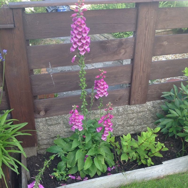 Common Foxglove