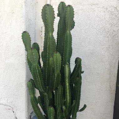 Euphorbia Trigona