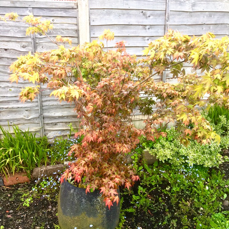 Plant image Acer Palmatum 'Beni-zuru'