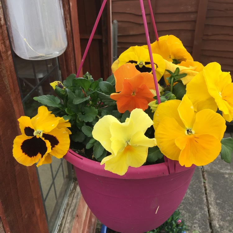 Plant image Viola cornuta 'Penny™ Orange Jump Up'