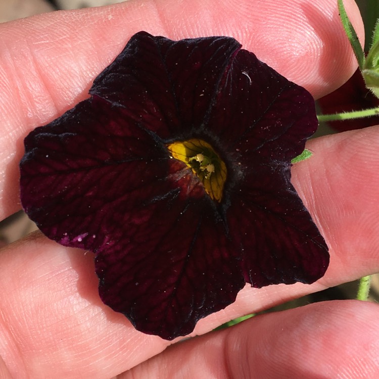 Plant image Calibrachoa 'Can Can Black Cherry'