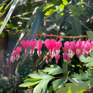 Common Bleeding Heart