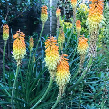 Red Hot Poker