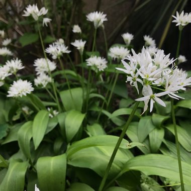 Allium (Species) Wild Garlic