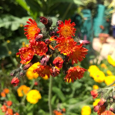 Fox-and-cubs