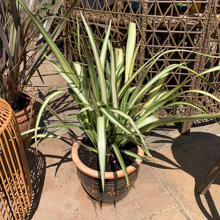 Plant image Phormium cookianum subsp. hookeri 'Cream Delight'