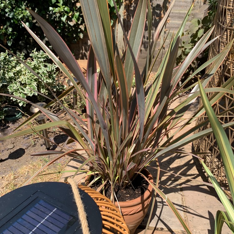 Plant image Phormium 'Sundowner'