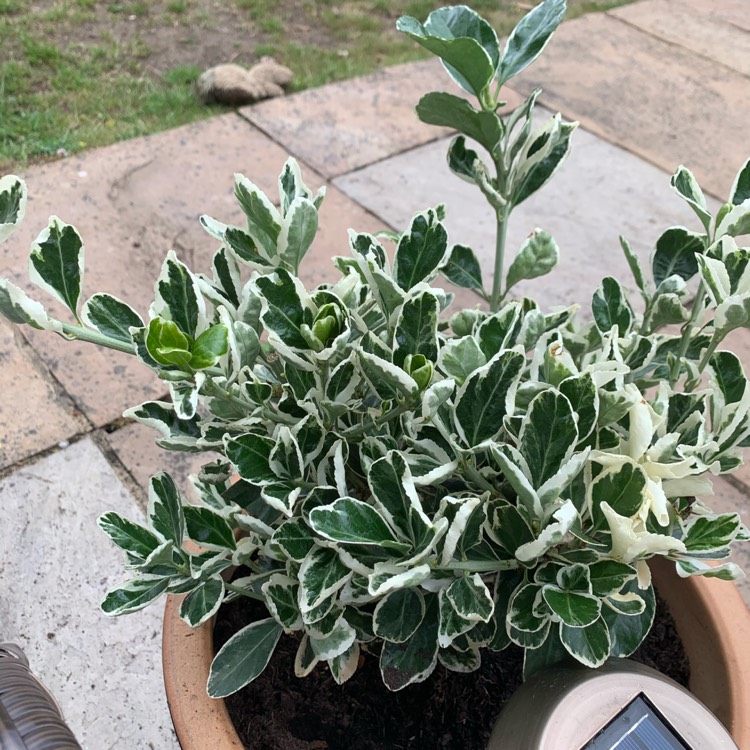 Plant image Euonymus japonicus 'Kathy'