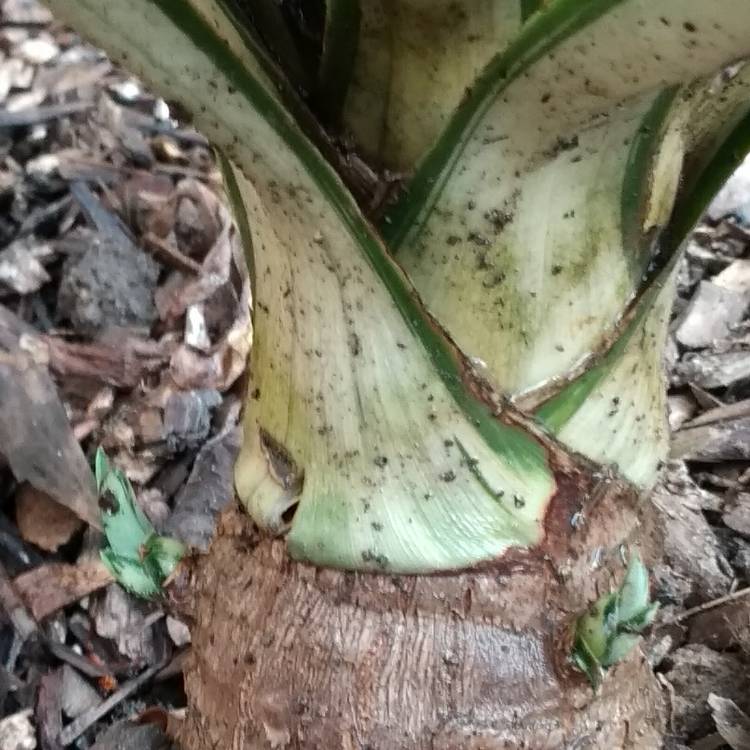 Plant image Yucca elephantipes 'Variegata'