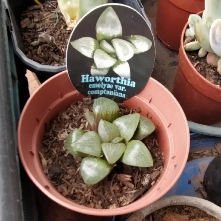 Plant image Haworthia emelyae var. comptoniana