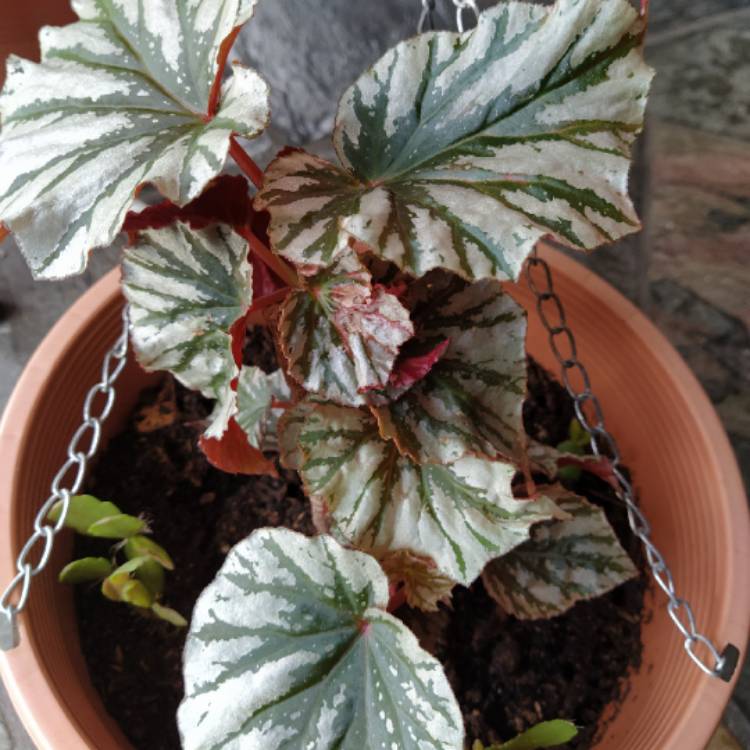 Plant image Begonia 'Looking Glass'