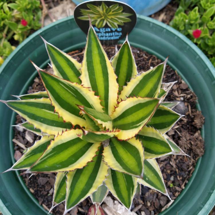 Plant image Agave lophantha 'Quadricolour'