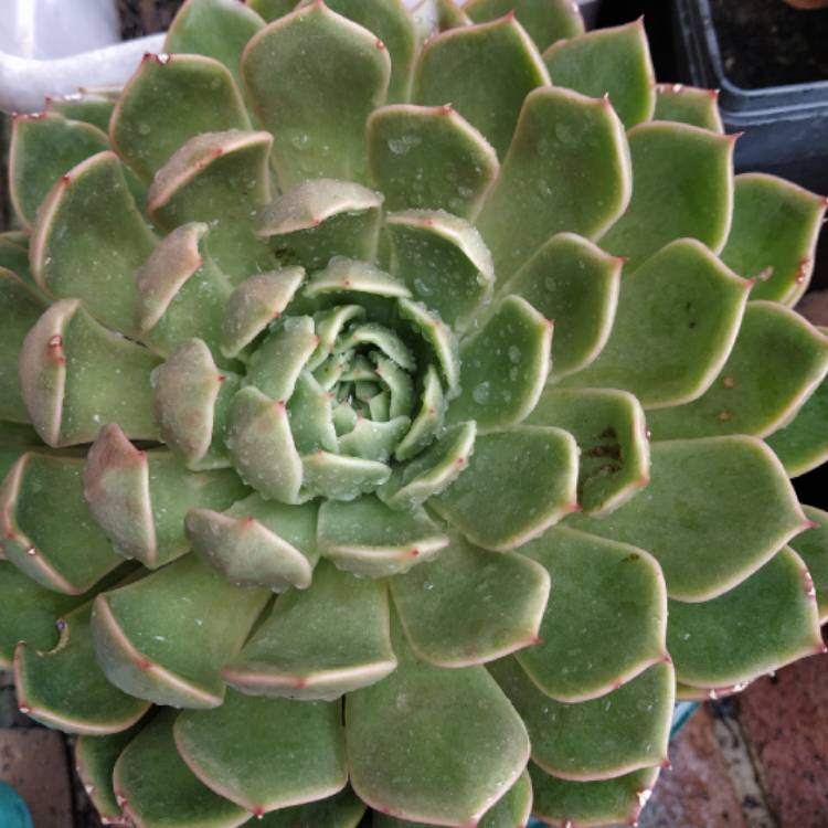 Plant image Echeveria Mira