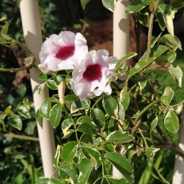 Pandorea jasminoides 'Charisma' syn. Pandorea jasminoides 'Variegata'