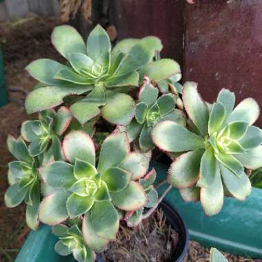 Aeonium Haworthii Dreamcolour