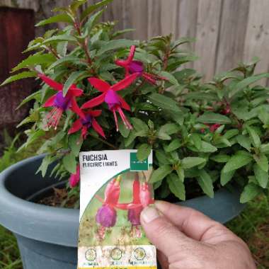 Fuchsia magellanica 'Electric Lights'