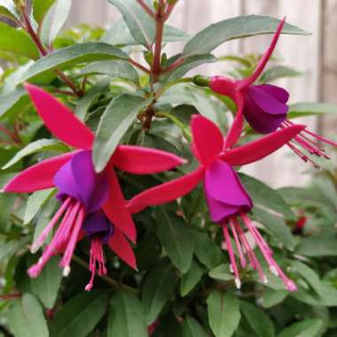 Fuchsia magellanica 'Electric Lights'