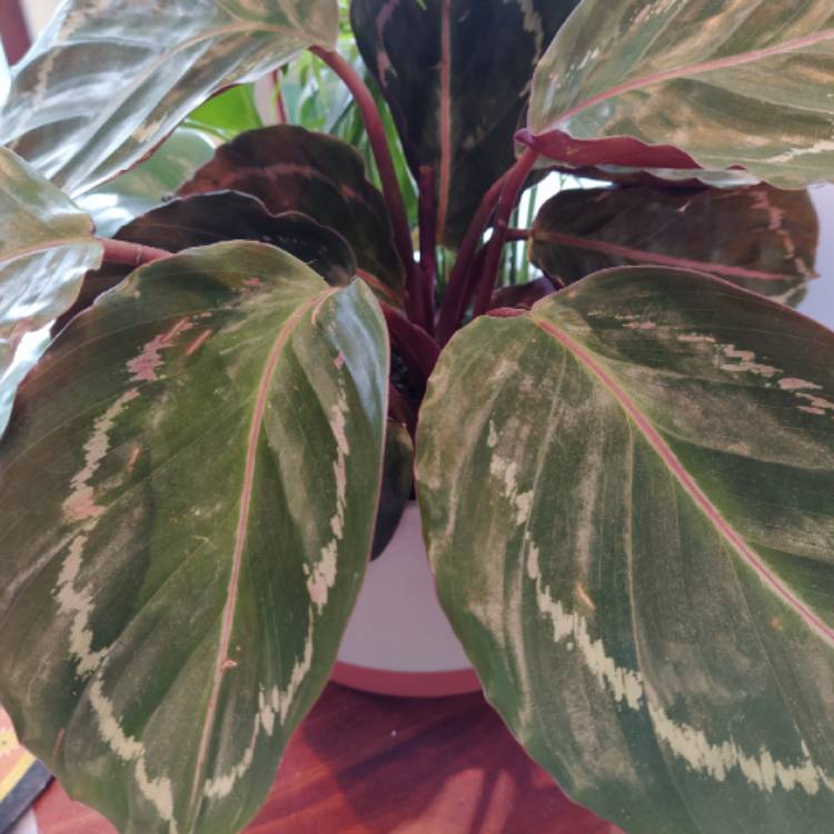 Plant image Calathea veitchiana