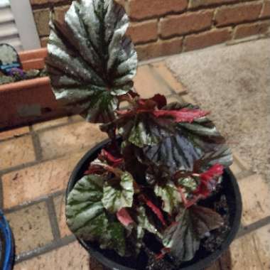 Begonia 'Looking Glass'