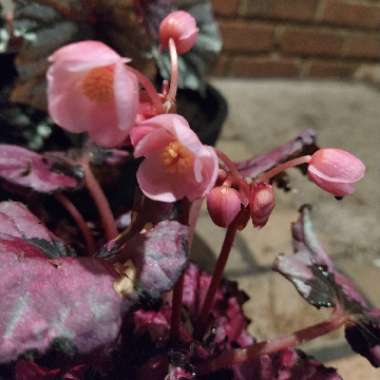 Begonia (Rex Cultorum Group) 'Evening Glow' syn. Begonia rex 'Evening Glow'