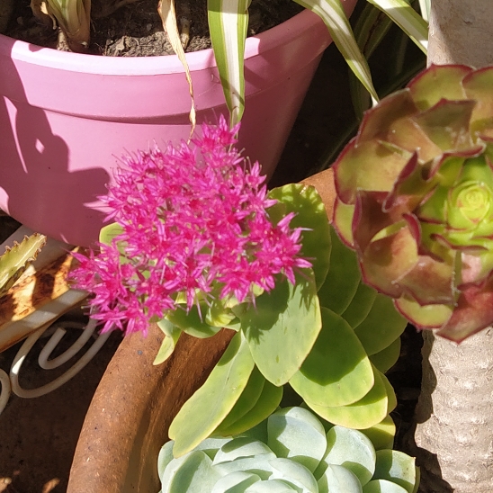 Plant image Sedum spectabile 'Neon'