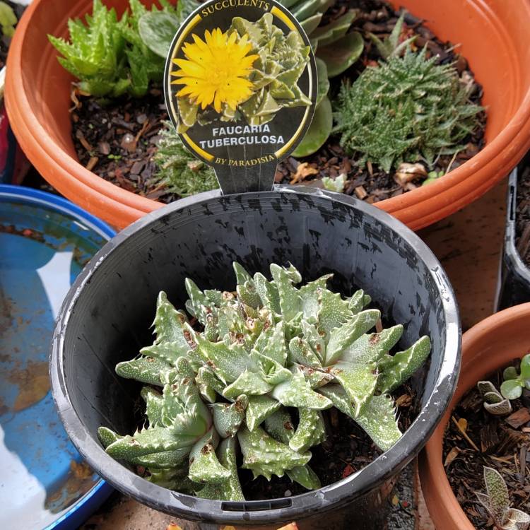 Plant image Faucaria hybrida 'Sea Dragon'